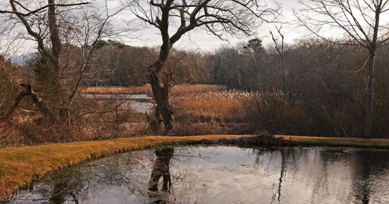 Cyanobacteria Detected In Nyes Pond