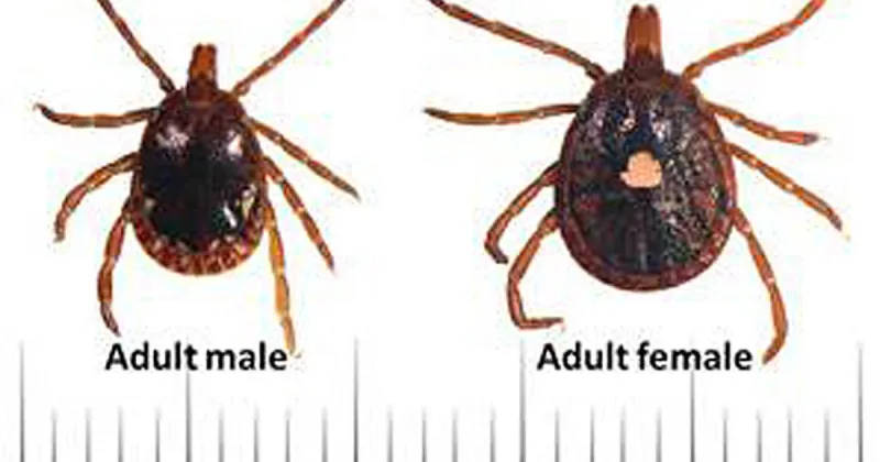 Falmouth Reports Fewer Than 10 Cases Of Tick-Borne Alpha-Gal Syndrome