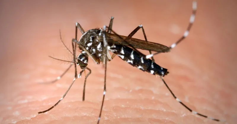 Bourne Health Department Advises Residents To Take Steps Against Mosquito-Borne Illnesses
