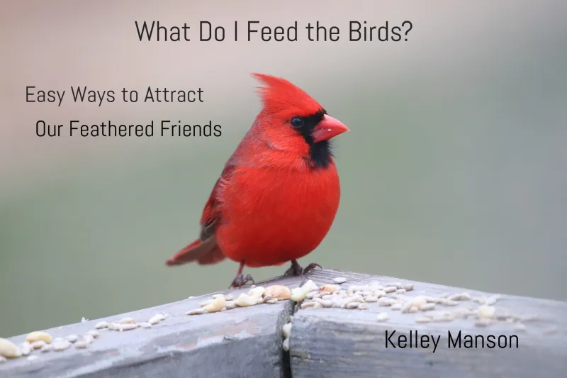 Book Review: 'What Do I Feed the Birds?': Bernardston author releases guide to attract feathered friends
