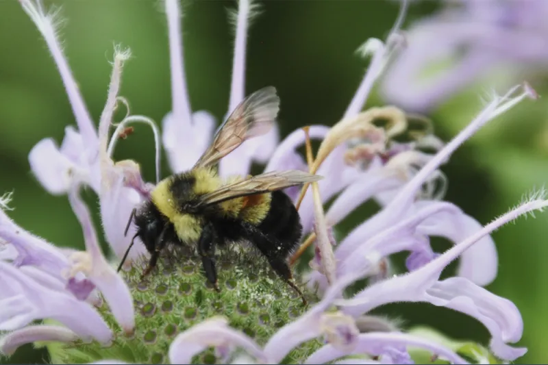Can cities and towns change the rulebooks to save bumblebees?