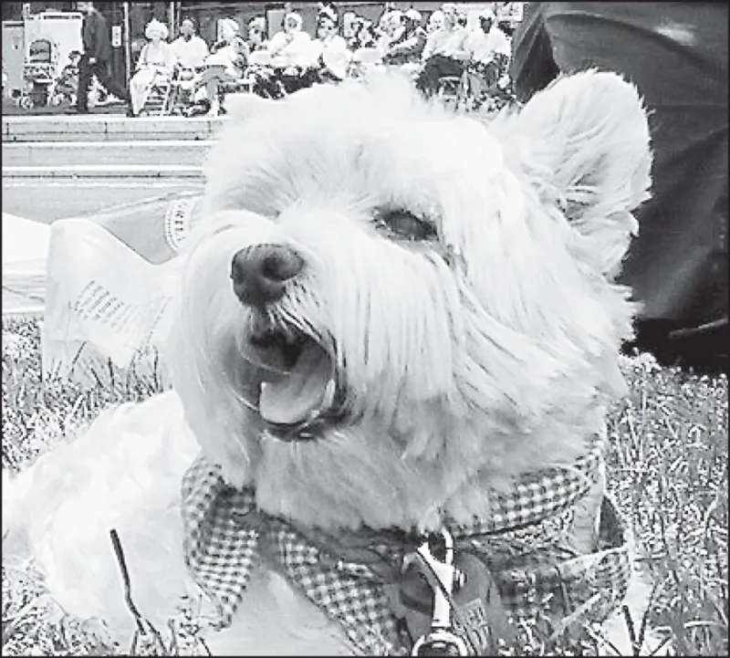 Attending events with dogs