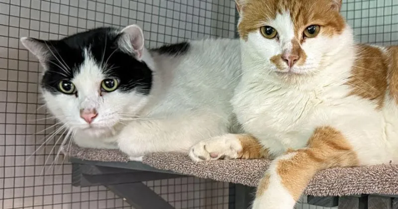 People for Cats - August 21, 2026