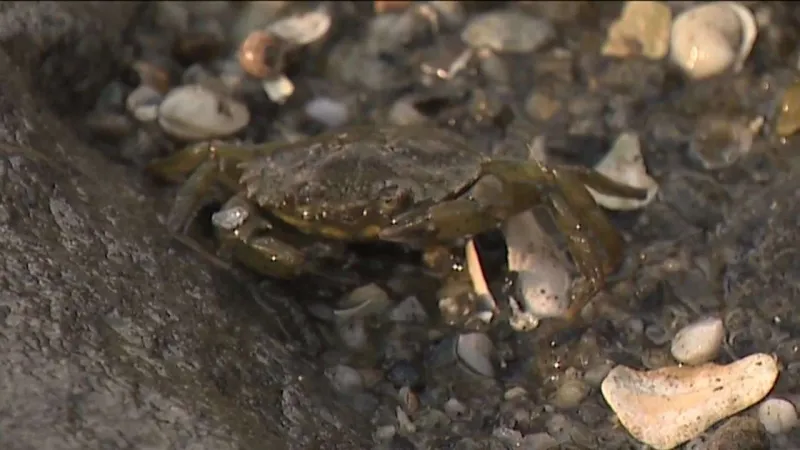 Invasive green crabs are bad for the environment so New Englanders are starting to eat more of them