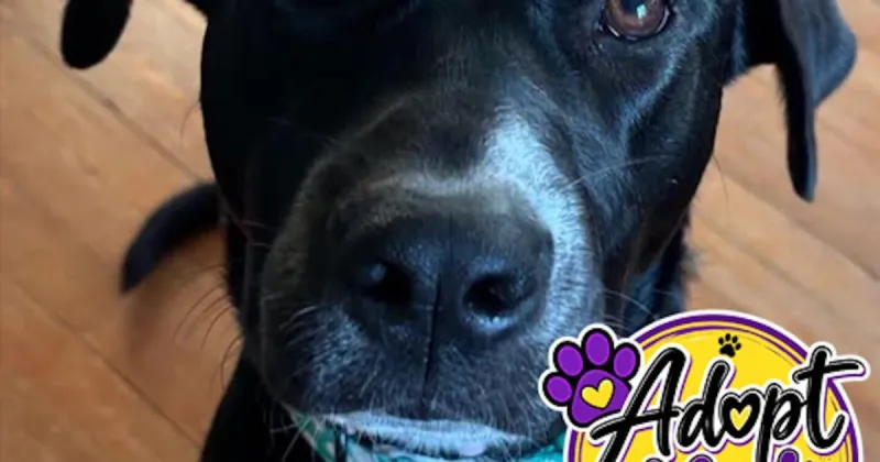 Puppy Profiles: Introducing Adoptable Pups Bee & Hope