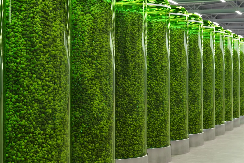 Scientists put algae to work making fuel. AI keeps watch.