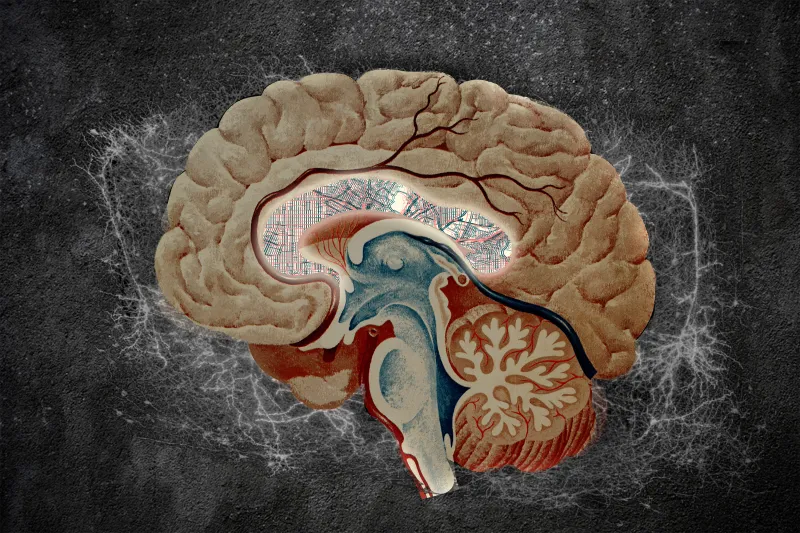 Atlas of the brain's striatum could guide researchers to new drug treatments