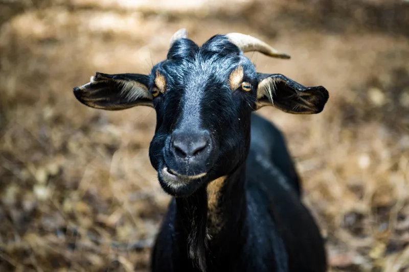 355 goats return to the Oakland campus to perform a key ecological job