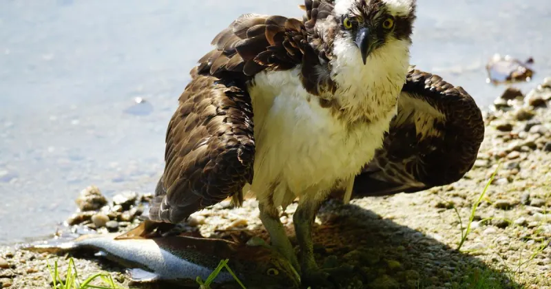 Rescued Osprey Takes Flight After Month-Long Recovery