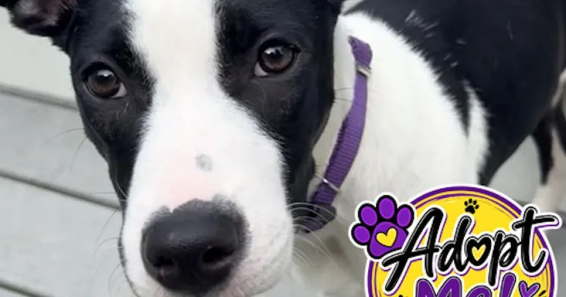 Puppy Profiles: Meet Parker & Jasmine