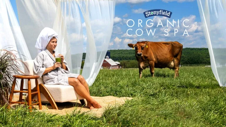 A Maine farm is bringing the 'cow spa' experience to humans