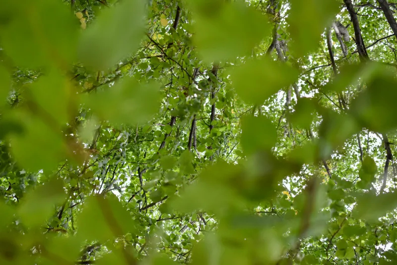 'Trees are definitely having their moment in the sun': How City of Boston, nonprofits are working to expand the city's tree canopy