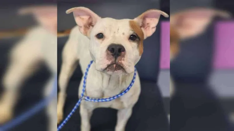 Boston man facing animal cruelty charges after dead dog found in his home