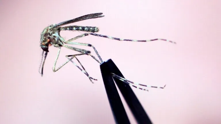 Seventh human West Nile virus case reported in Mass.