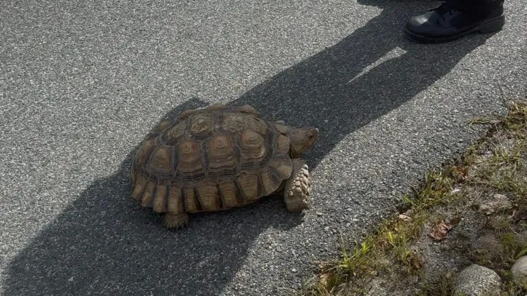 Driver avoids large tortoise in Roslindale