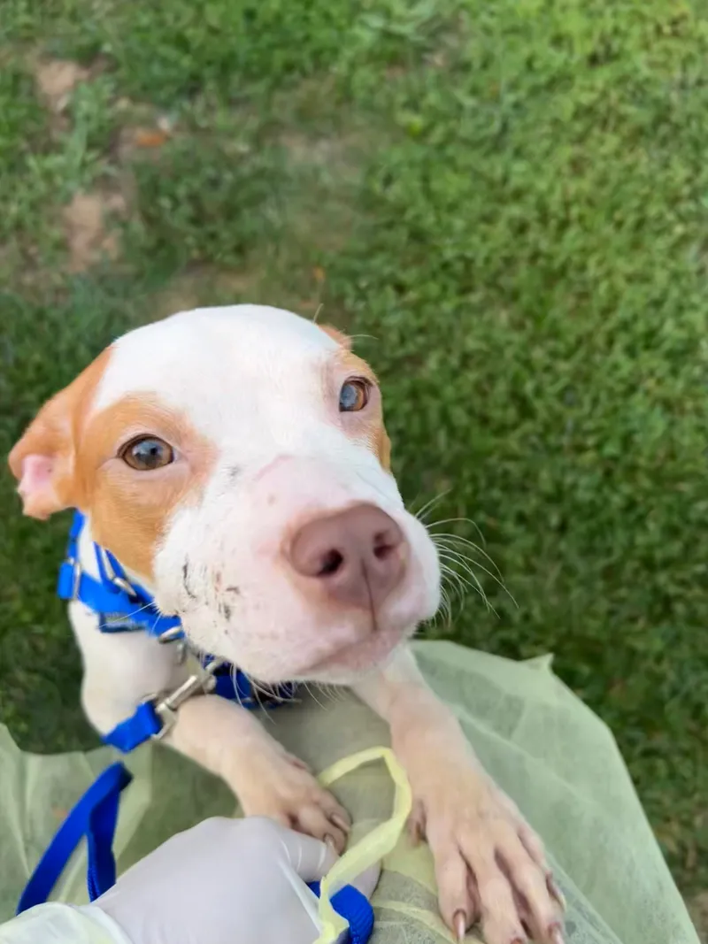 Man charged with animal cruelty after police find dead dog, 6 others in Boston apartment
