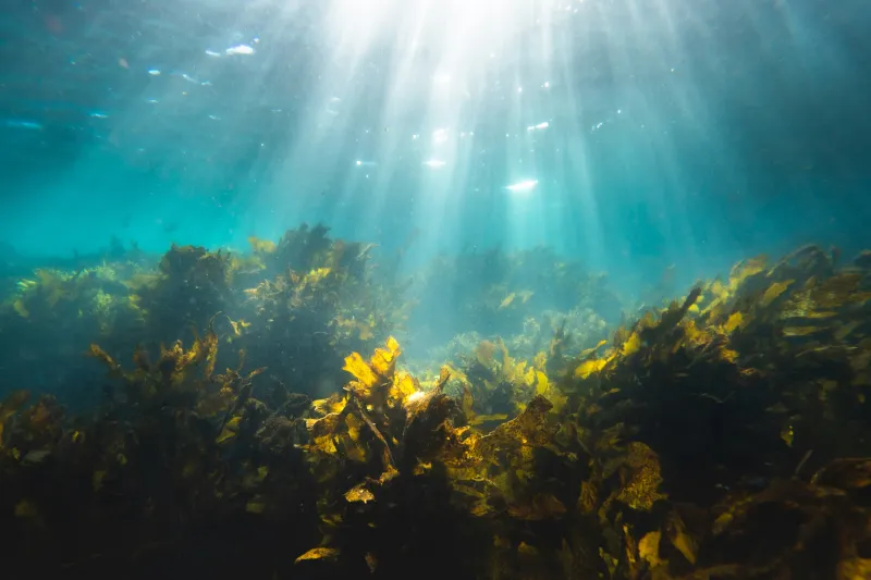 Marine bacteria team up to break down one of the ocean's toughest carbon-storing molecules