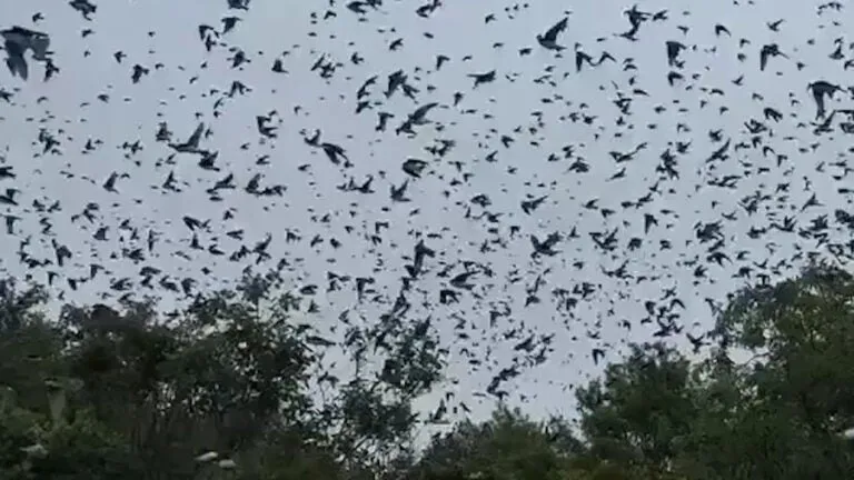 'Birdnado incoming' in Newburyport