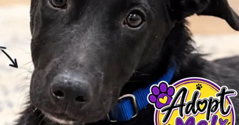 Puppy Profiles: Spotlighting Truro & Mazie