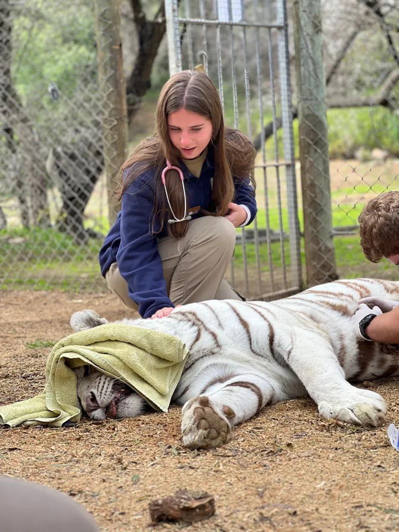 BU junior recounts 'eye-opening' South African summer volunteer trip at Cango Wildlife Ranch