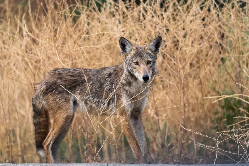 Haverhill police issue warning after man bitten by coyote