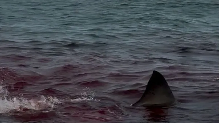 A great white shark attacked a seal just feet off the Nantucket coast. It was all caught on video.