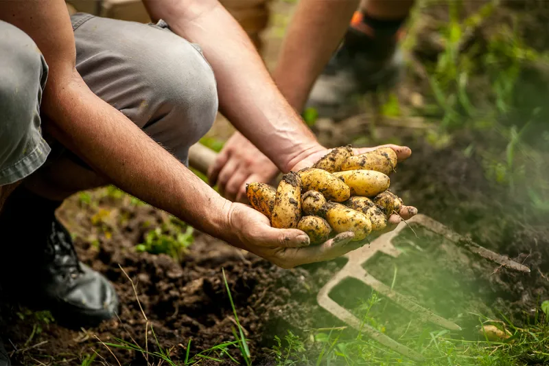 Scientists dig into the potato's potential to fight gut inflammation