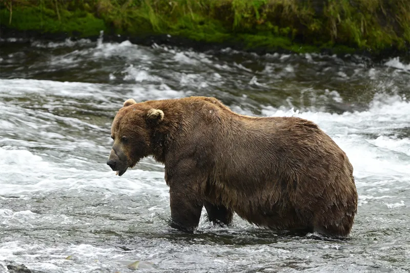 Fat Bear Week features rotund Alaskan ursinae for conservation