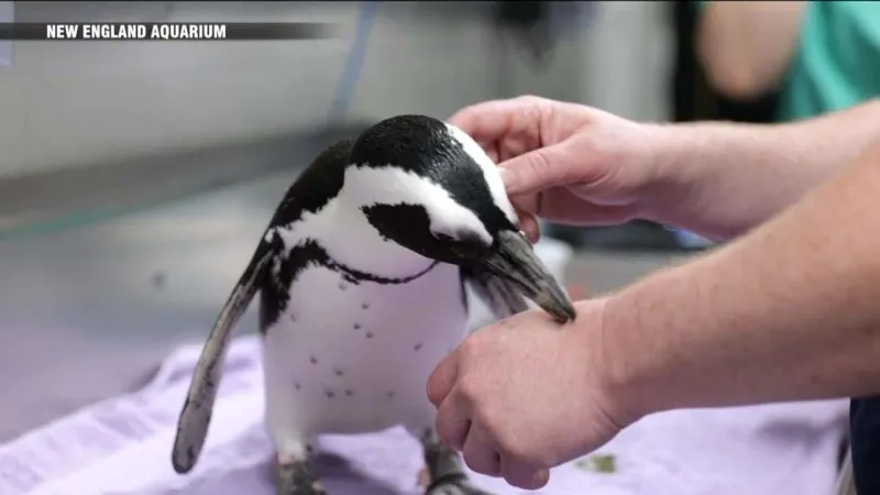 29-year-old penguin at New England Aquarium receiving acupuncture treatment