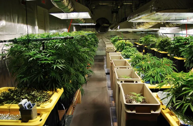 Marijuana business eyes Oak Bluffs zoning amid legal disputes