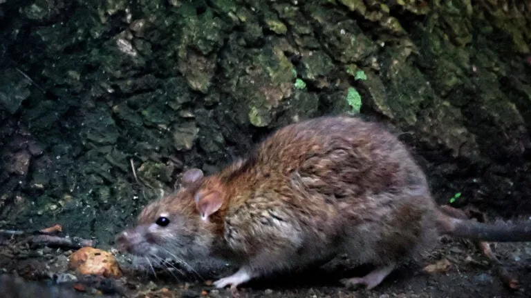 Experts gather in Boston for second National Urban Rat Summit