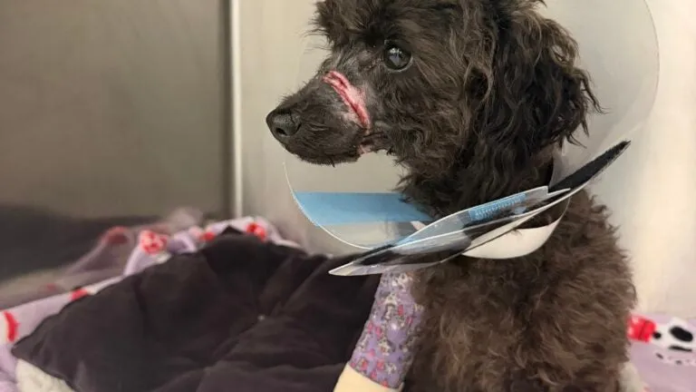 MSPCA seeks information about stray poodle mix found in Cambridge