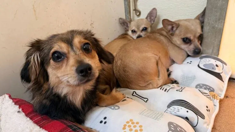Longmeadow police seek help finding whoever abandoned 3 small dogs in cage
