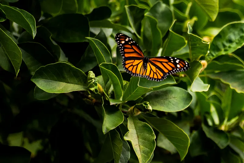 Monarch Butterfly's "great procession" is happening overhead