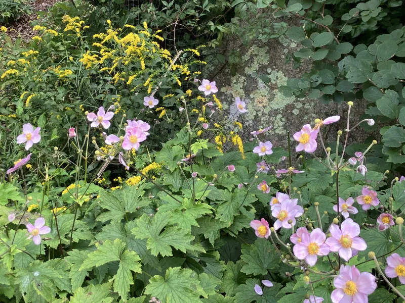 Garden Notes: We're past the equinox