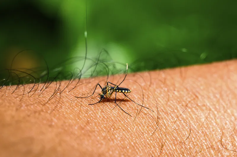 Dengue fever researcher talks Florida outbreak - and transmission risk