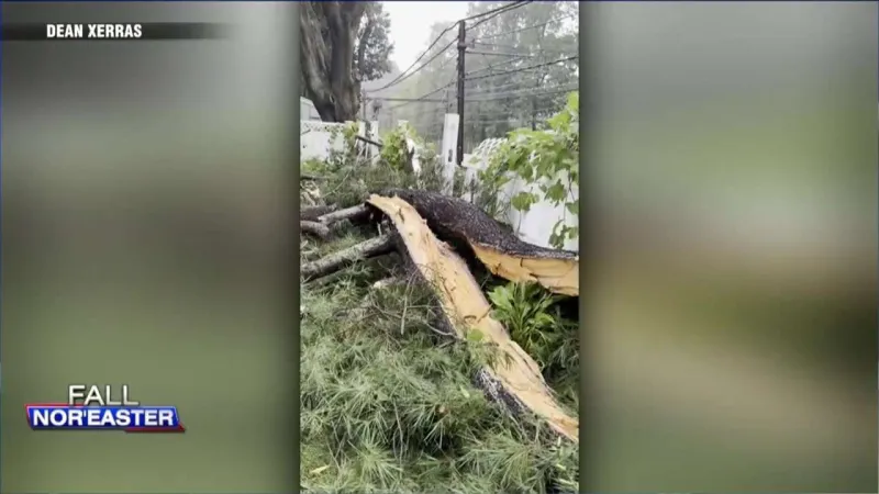 Large tree crashes into Newton backyard
