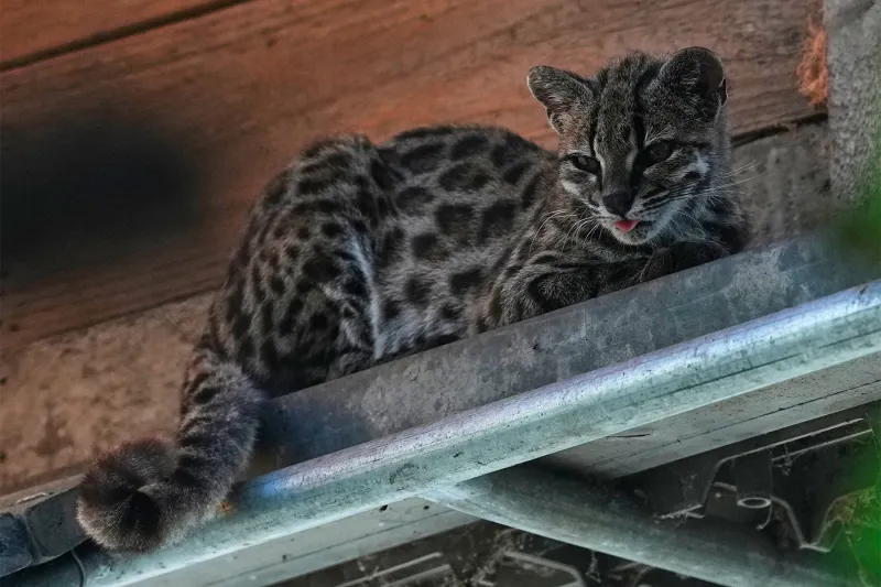 This cat is new to science. What does it take to identify a species?