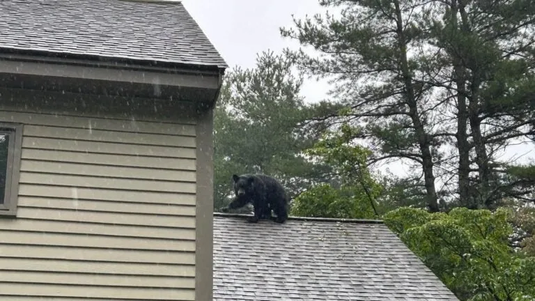 Up on the rooftop in Carlisle, not Santa, but a bear
