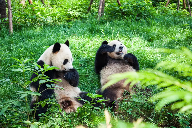 Coming to America -- pandas and international politics at a zoo