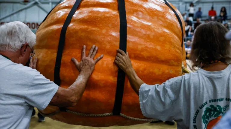 What does it take to grow a 2,000-pound pumpkin?