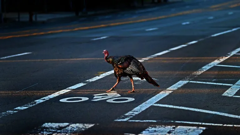Where have you spotted a wild turkey in Greater Boston? Send us your photos.