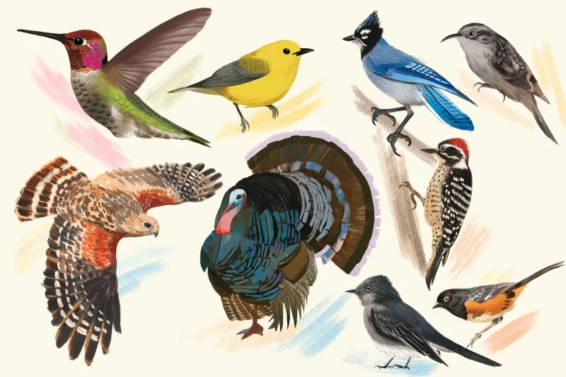 The sights and sounds of Northeastern Oakland's resident bird species