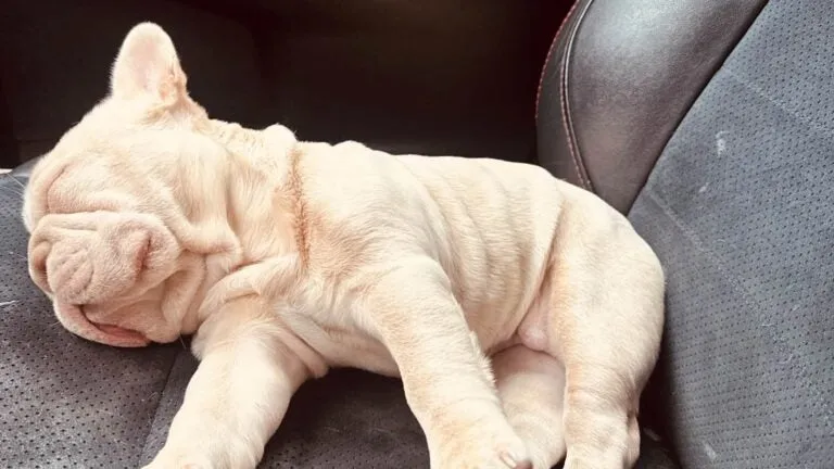 Reward offered for puppy stolen from truck in Brockton
