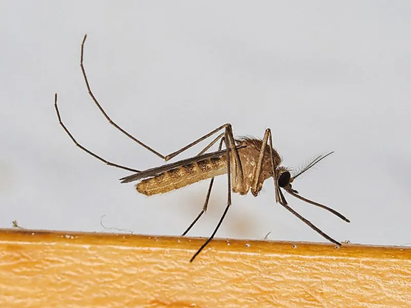 West Nile detected in Tisbury mosquito