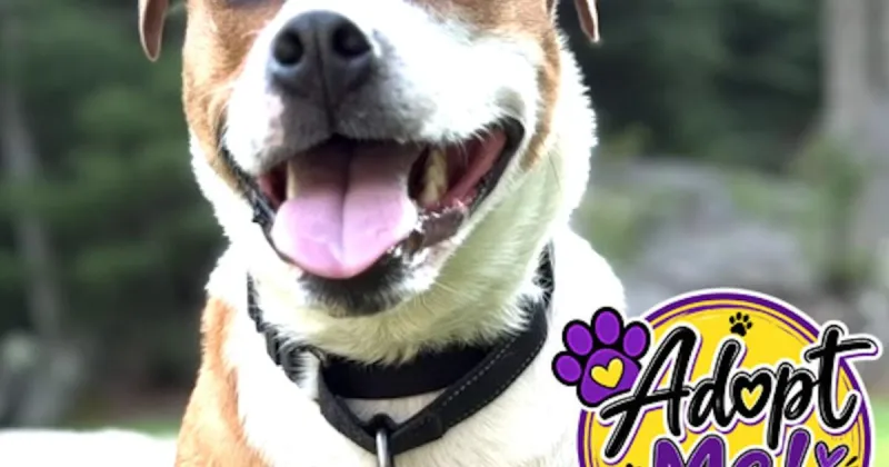 Puppy Profiles: Presenting Bryan & Venice