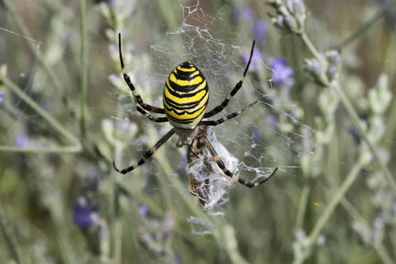 A spider in disguise puts wildlife travel habits in the spotlight