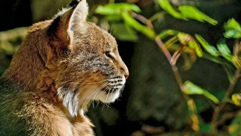 NH men plead guilty to poaching bobcats, selling pelts in Canada