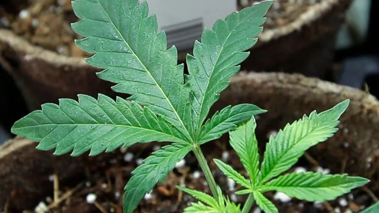 What to know about Mass. Ballot Question 8, which would prohibit recreational marijuana