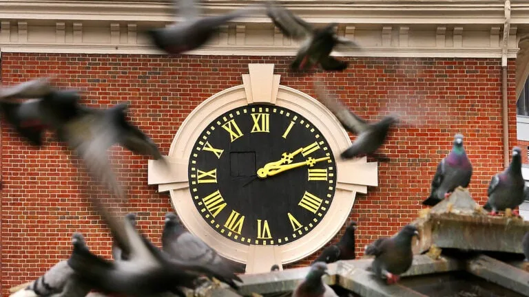 The MBTA is looking to bring in hawks to scare away 'nuisance birds'